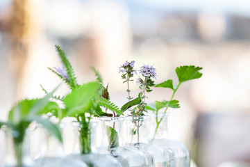 Herbs in bottles focus in thyme plant