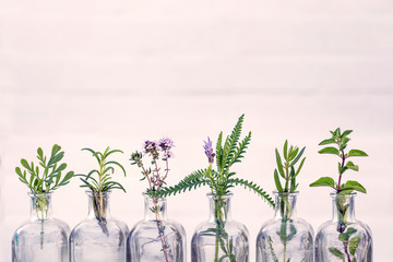 Bottle of essential oil with herbs  oregano, rosemary, lavender flower, Rue herb ,thyme  set up on...