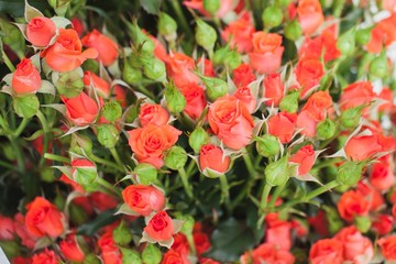 Roses Ruiortro Alegria Bush Background
