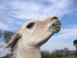lama close up met blauwe lucht