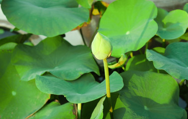 fresh pink lotus flower bud and green leaf in pond with copy space.