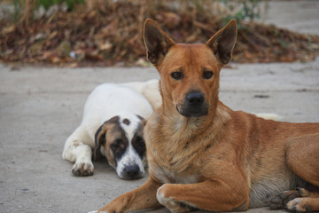 Two dogs sitting and resting