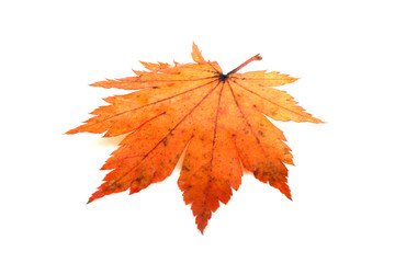 Autumn maple leaf