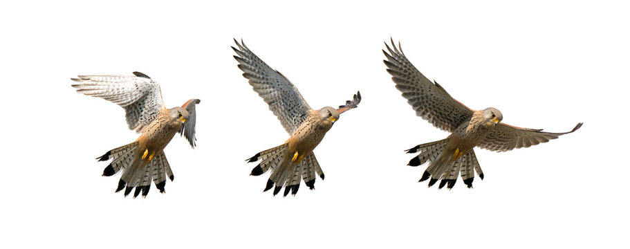 Composition Of A Sequence Of Images Showing A Kestrel, Falco Tinnunculus, Hovering In Flight Looking For Food Isolated On A White Background. Taken at Stanpit Marsh UK
