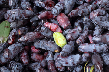 Honeysuckle berries background