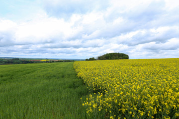 Fototapeta na wymiar Spring landscape. Cultivated colorful raps field in Germany