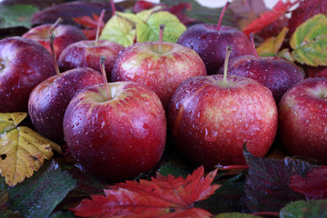 Apples on autumn leaves