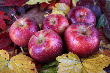 Apples on autumn leaves