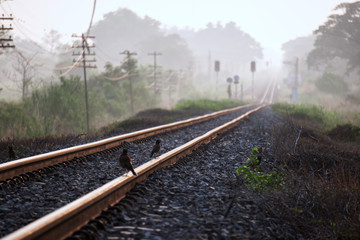 Fototapeta na wymiar Two birds cling to the railroad tracks and a faint morning mist in Nakhon Ratchasima in Thailand.