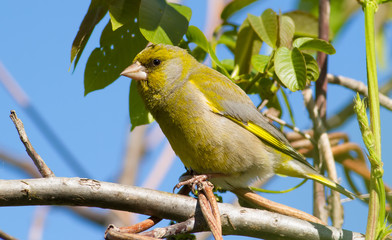 European Greenfinch, Chloris chloris. Spring morning, a bird sits on a tree branch