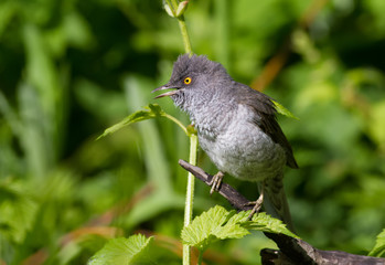 Barred Warbler, Sylvia nisoria. Bird peeking out from a dense bush and sings in the early morning © Юрій Балагула