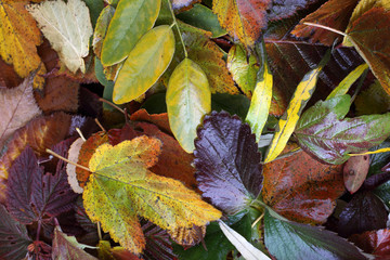 Autumn leaves