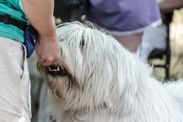 Dainty promotion of a large white shaggy South Russian Shepherd Dog