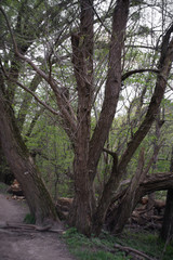 Fototapeta na wymiar brown lone tree in the forest