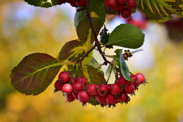 Bunch of ripe red hawthorn berries on a background of delicate yellow autumn bokeh