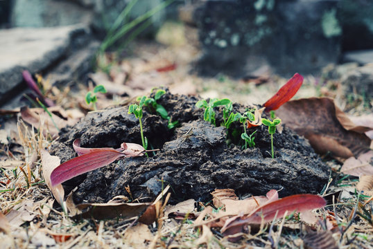 Close-up Of Seedlings On Cow Dung At Field