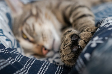 striped cat lies on the bed