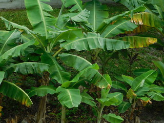 Banana tree