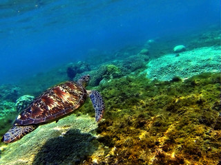 sea turtle swimming
