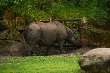 15.03.2019. Germany, Berlin. Zoologischer Garten. Adult and small hippopotamus walk through the...