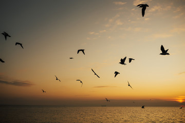 Naklejka na ściany i meble Beautiful sunrise, shining in the sun sea and flying seagulls. Silhouettes flock of birds over the Black sea during sunrise. Seagulls flying. Copy space.