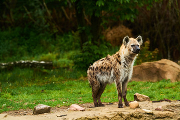 Germany, Berlin. Zoologischer Garten. The young hyena walks through the teritory on the meadow.