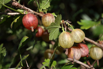 Growing gooseberry