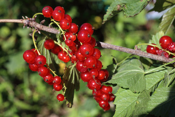 Growing red currant