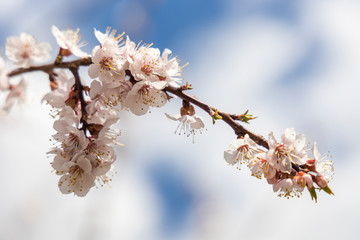 A branch of blossomed apricot against the blue sky. Spring. Closeup. Background.