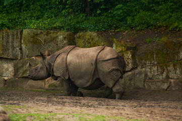 15.03.2019. Germany, Berlin. Zoologischer Garten. Adult and small hippopotamus walk through the...