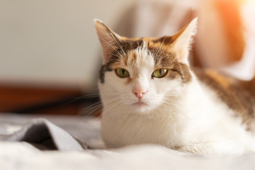 The cat is lying on the bed in the sun and glares at the camera.