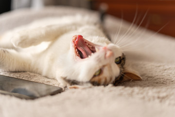 The cat yawns lying on the bed near the smartphone.