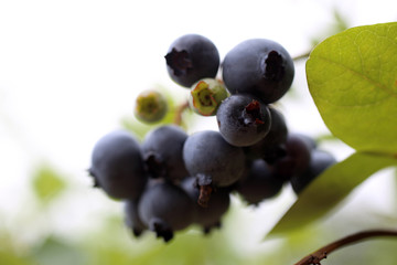 Growing blueberries