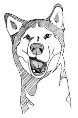 A funny, yawning hasli looking at the viewer. Linear art technique. Material liner.