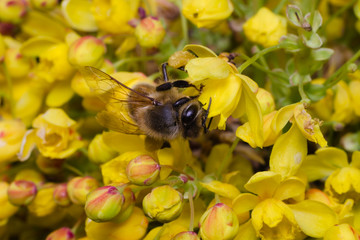 Bee foraging on a yellow flower and looking for pollen
