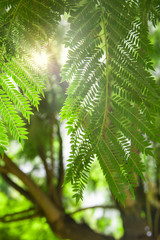 Sunbeams streaming through dangling jacaranda tree branches with green leaves in spring summer forest. Nature environment conservation tranquility wanderlust concept