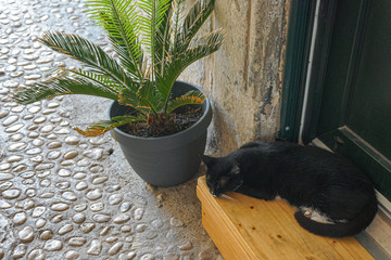 Black cat spends time siesta near the house, on a bench under a green flower