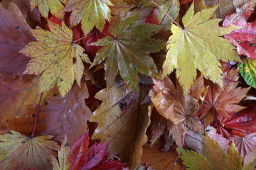 Autumn leaves background