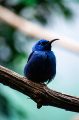 Blauer Vogel