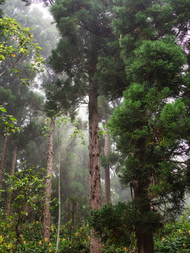 Sous-bois de la for&ecirc;t Ma&iuml;do.