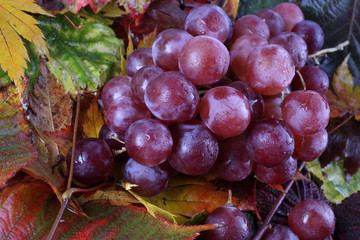 Pink grape on autumn leaves