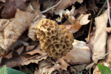 Growing morel