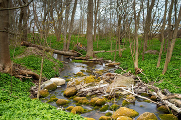 Small stream in an spring forest at Lummelunda on the island of Gotland in Sweden