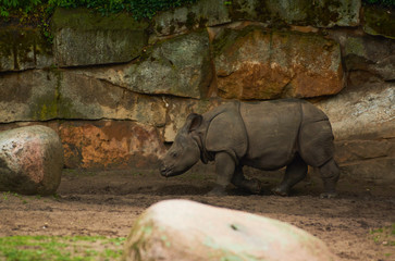 15.03.2019. Germany, Berlin. Zoologischer Garten. Adult and small hippopotamus walk through the teritorry and eat.