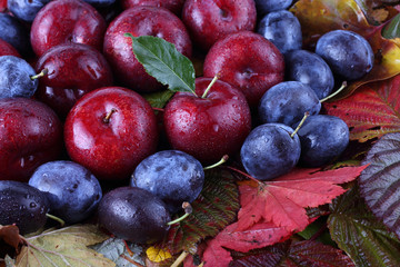 Fototapeta premium Plums on autumn leaves