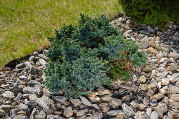 spring garden by the house