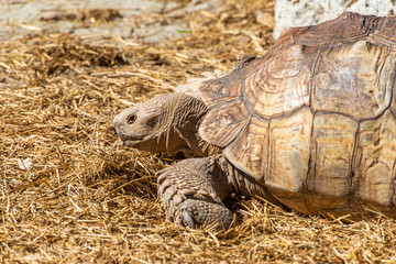 Closeup on turtle on the ground