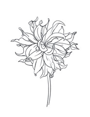 Drawn outline dahlia flower isolated on a white background. Abstract minimal plants. - vector illustration.