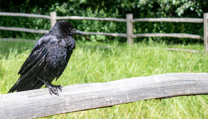 crow on fence