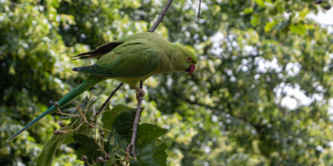 green parrot